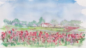 field of poppies 001