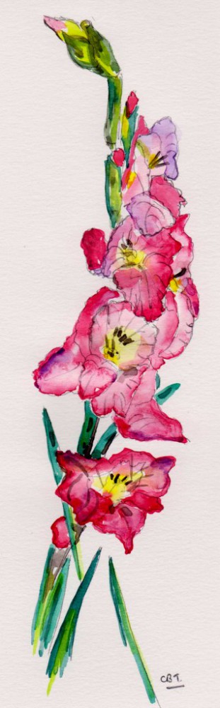 gladioli 001