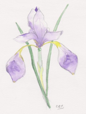 iris 001