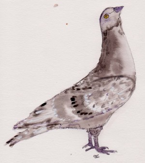 pigeon 001