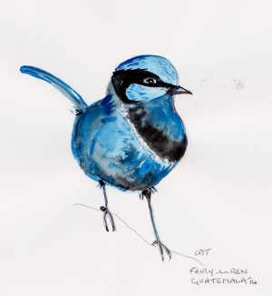 fairy wren 001