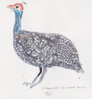 guinea fowl