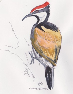 woodpecker india 001