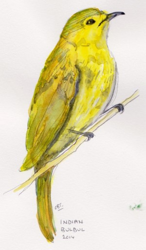 yellow bulbul 001