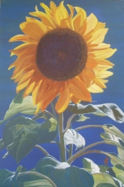 mandy broughton sunflower